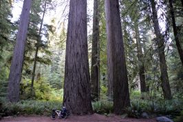Veľké stromy Kalifornia